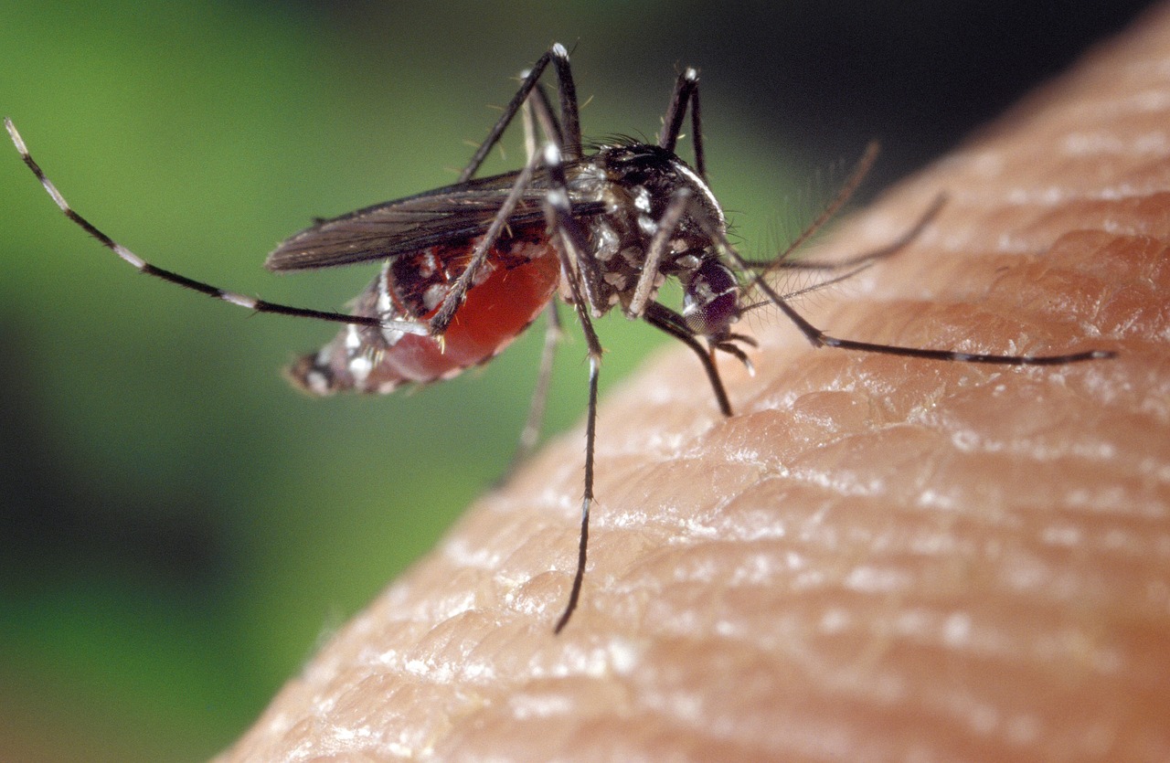 West Nile virus detected in Ventnor